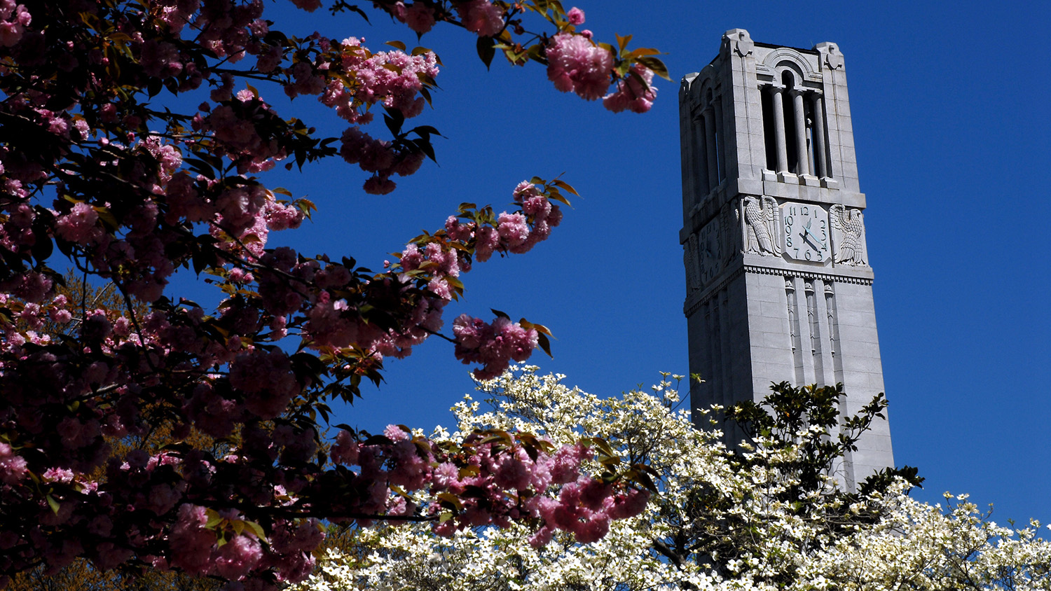 NC&#160;State belltower stands, surrounded by blooms of spring