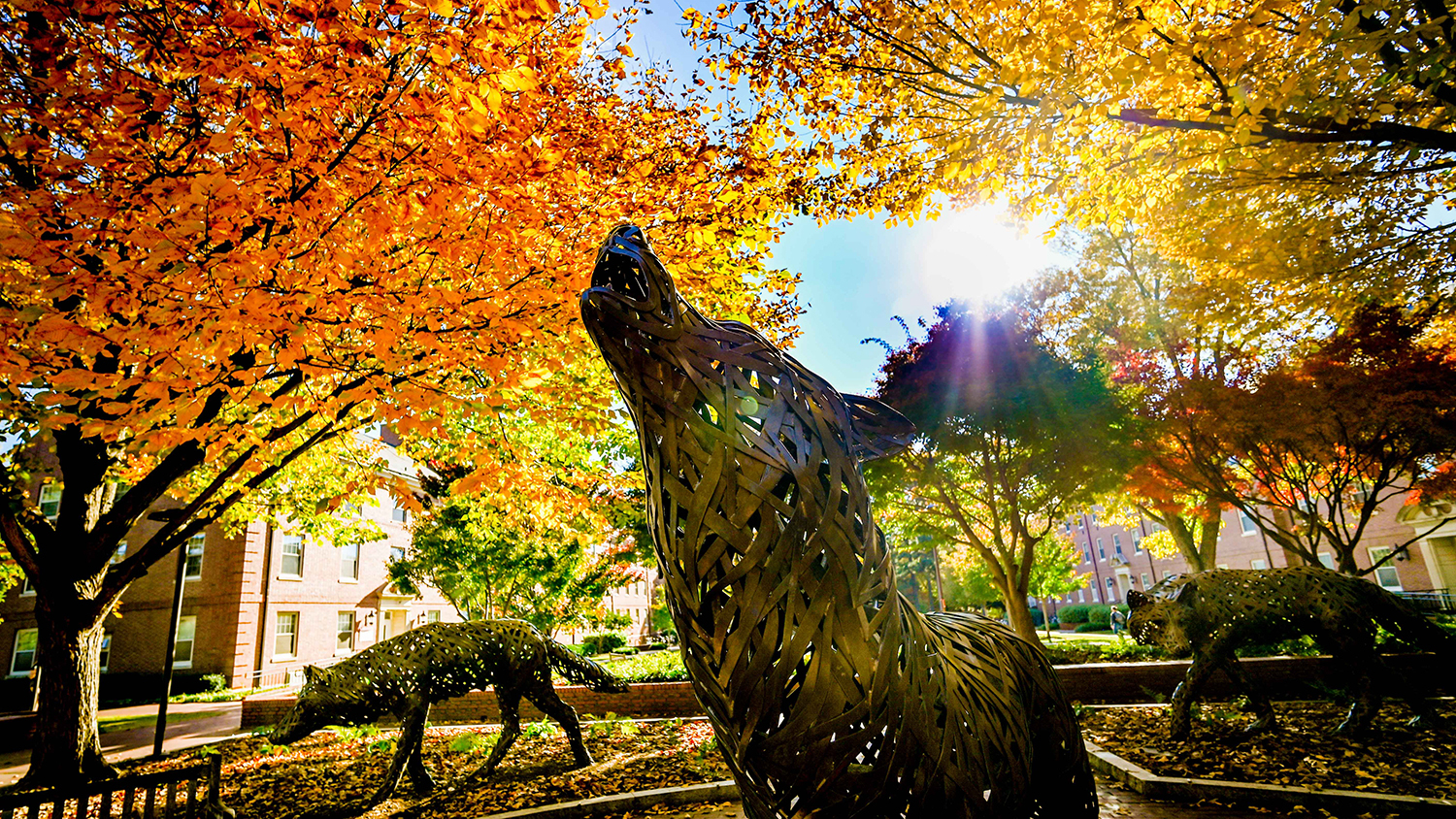 Afternoon sunlight streams through the fall foliage at Wolf Plaza.